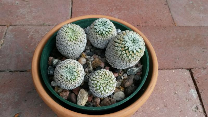 Mammillaria pectinifera