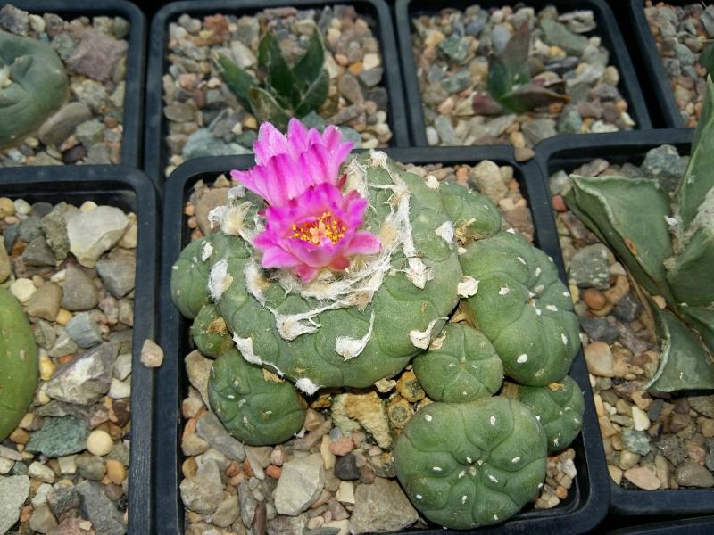 Lophophora jourdiniana, I got two of these so will be cross pollinating.