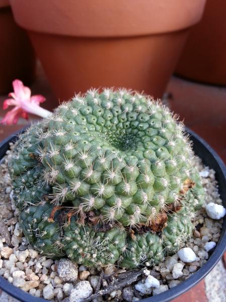 Re-potted top view