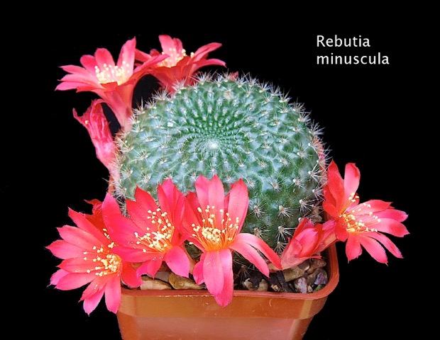 R. minuscula.jpg