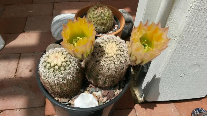 Echinocereus pectinatus v. wenigeri `ctenoides'