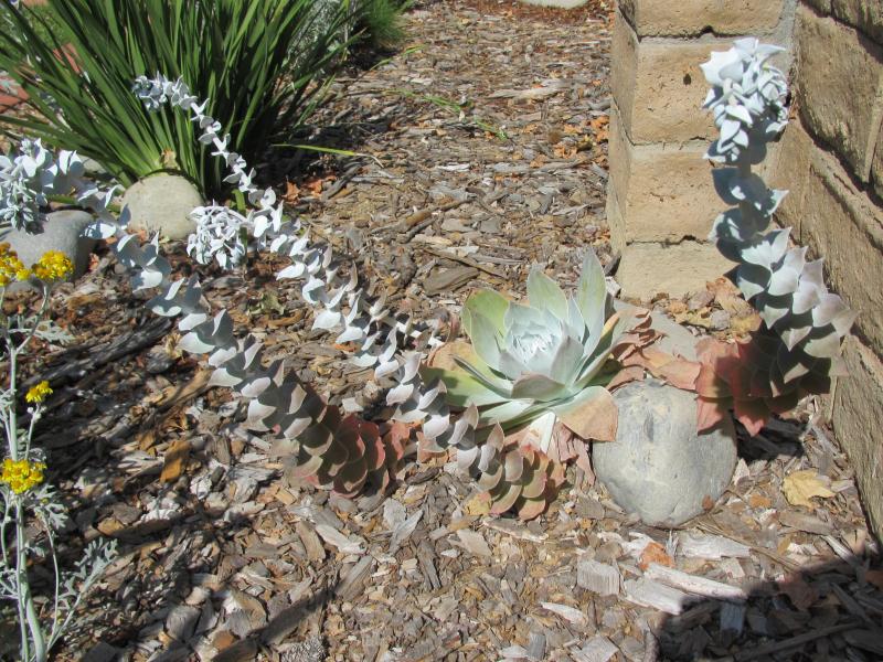 Dudleya pulverulenta