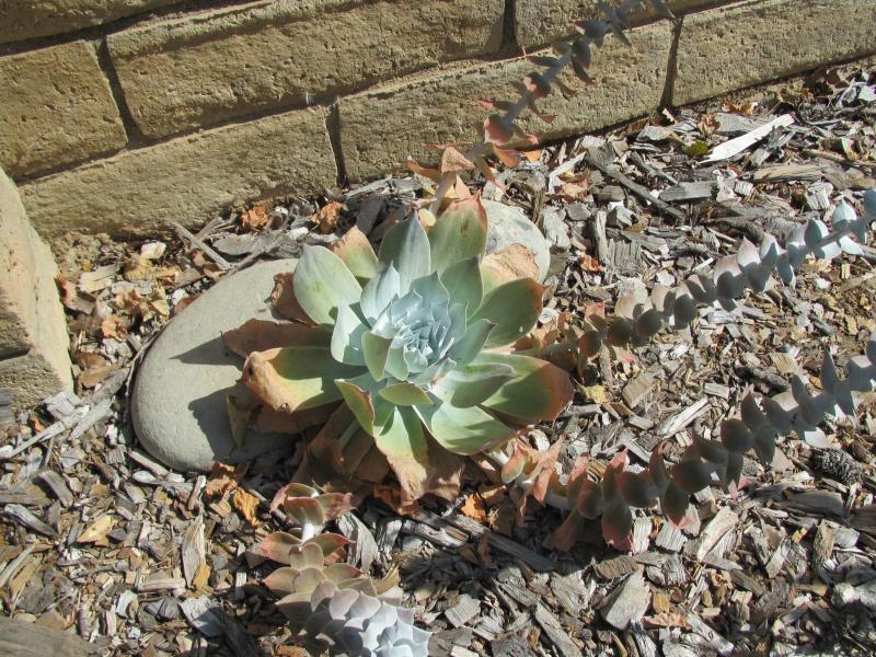 Dudleya pulverulenta