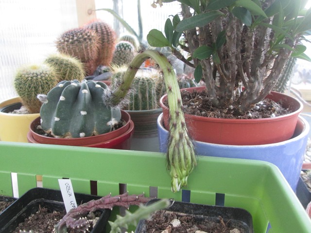 Echinopsis subdenudata.JPG