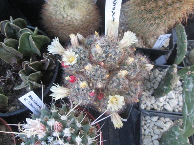 Mammillaria prolifera.JPG