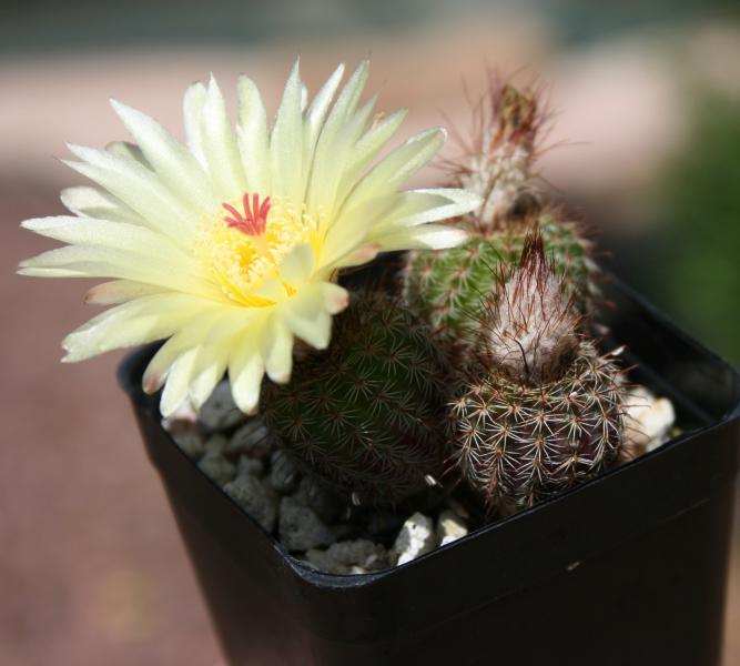 Notocactus tenuicylindrica (Chandler, AZ)