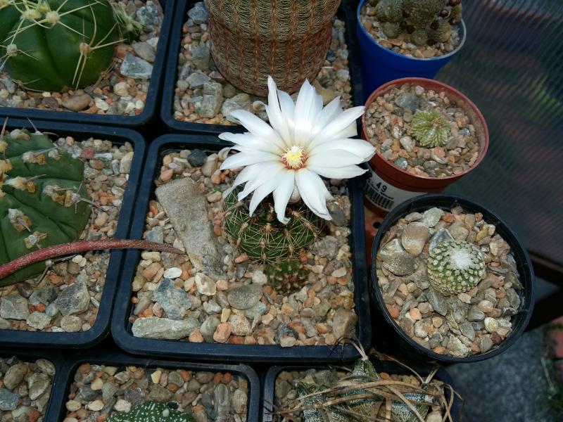 Gymnocalycium mesopotamicum