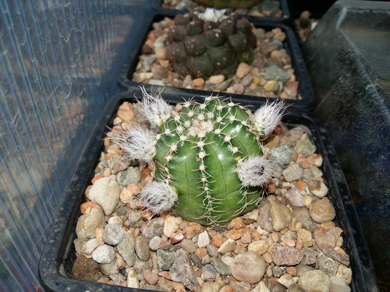 Echinocereus pulcherimus