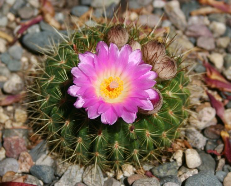 Notocactus herteri (Chandler, AZ)