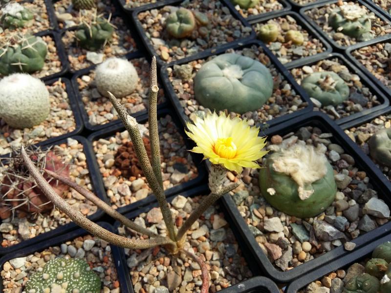 Astrophytum caput-medusa