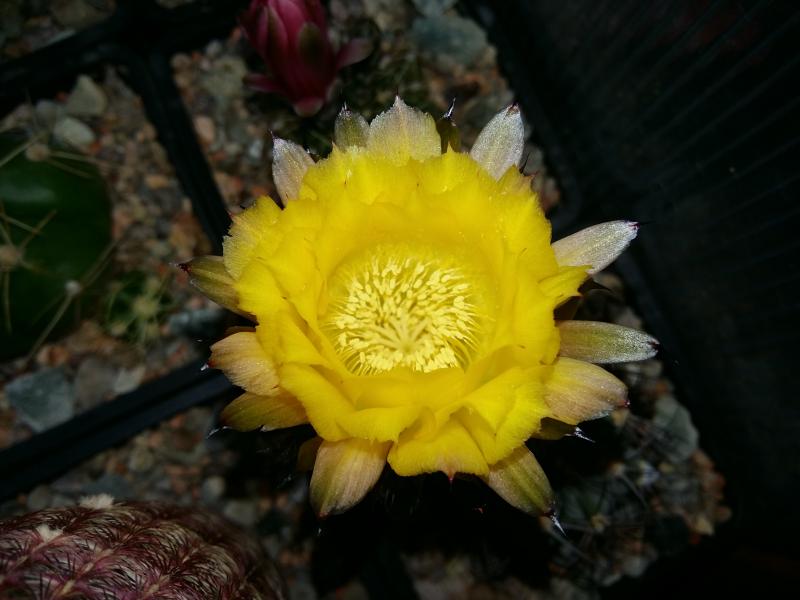 acanthocalycium glaucum ok this one was last night