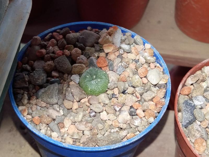 ~1.5 year lophophora williamsii much quicker growth in pure mineral than the last couple of seedlings.