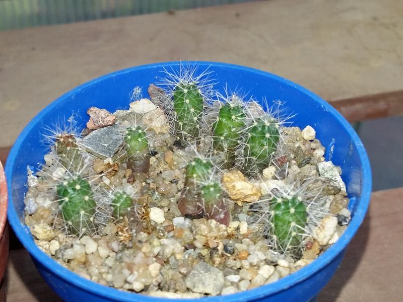 ~1 year old echinocereus knippelianus seedlings