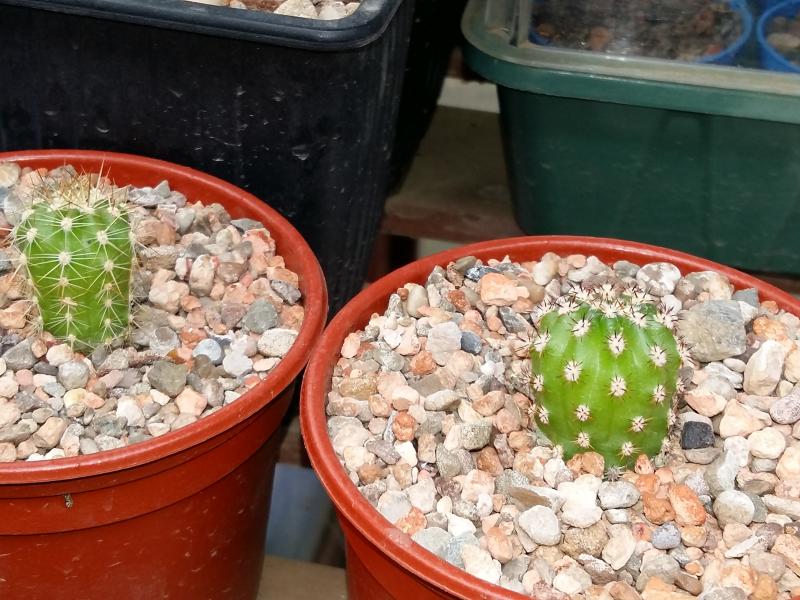 Unknown species most likely some kind of echinopsis but would welcome any suggestion. ~4 years old on mineral only.