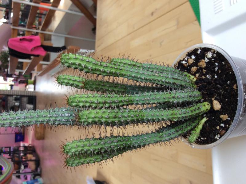 #2 maybe also a euphorbia??