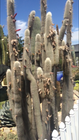 Poots Cactus Nursery