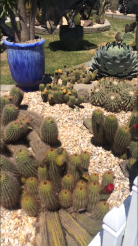 Poots Cactus Nursery