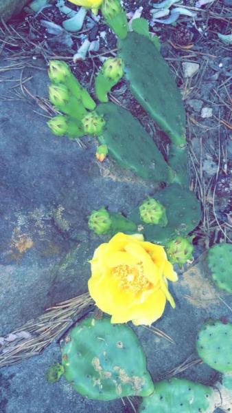 Prickly Pear in my yard