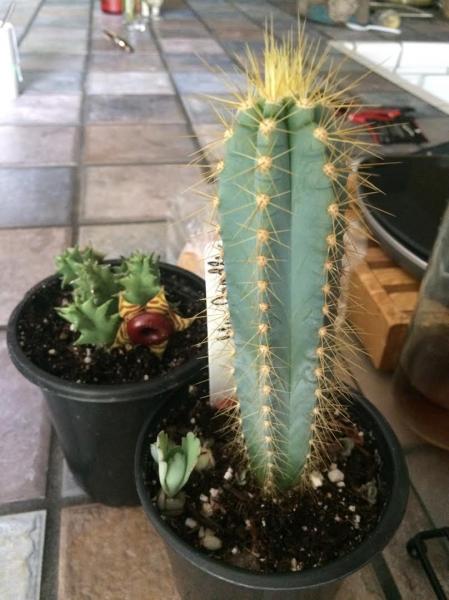 Two newest members- Lifesaver Cactus, which I believe is a succulent and Blue Candle