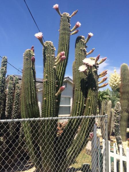 Poots Cactus Nursery