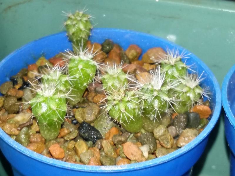 Echinopsis peruviana getting bigger