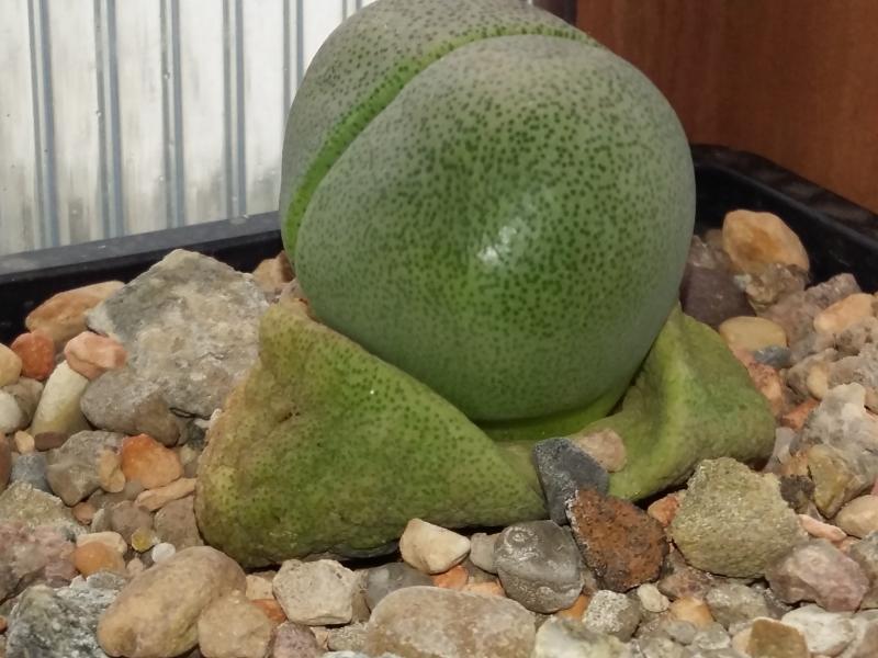 pleiospilos nelii suckling up the old leaves