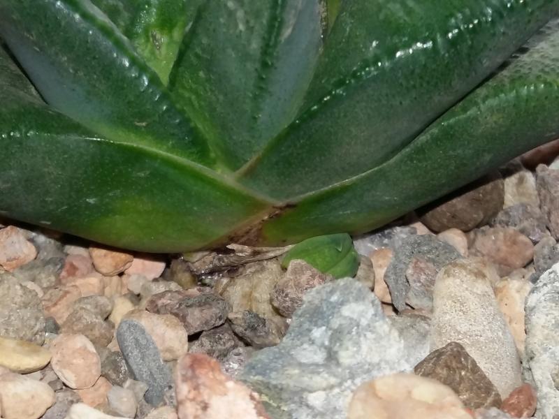I managed to rescue  the gasteria Armstrongii after loosing all its roots now strong as ever and offsetting again.
