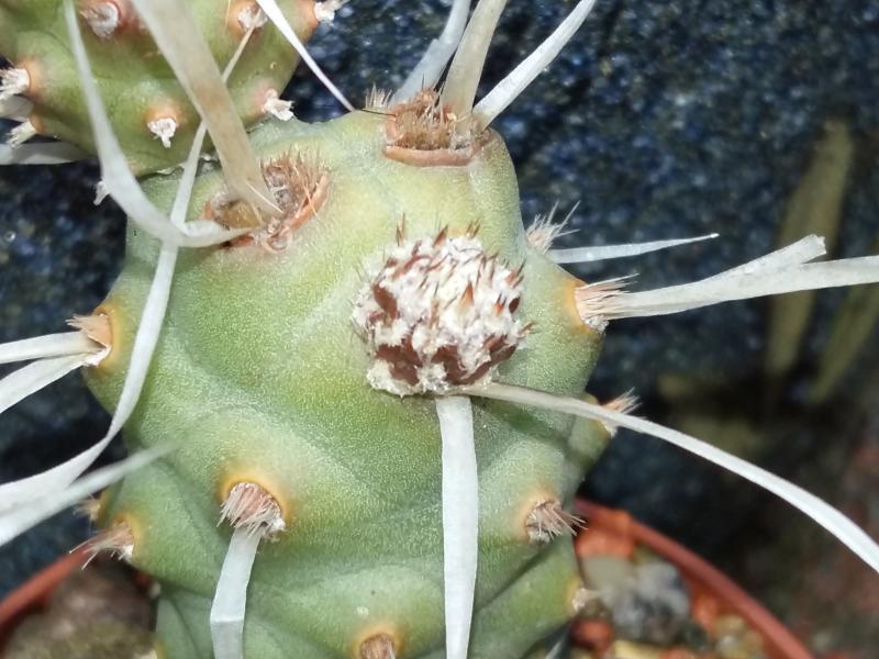 New growth on my tephrocactus articulatus outside plant.