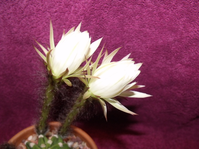 echinopsis flower4.JPG