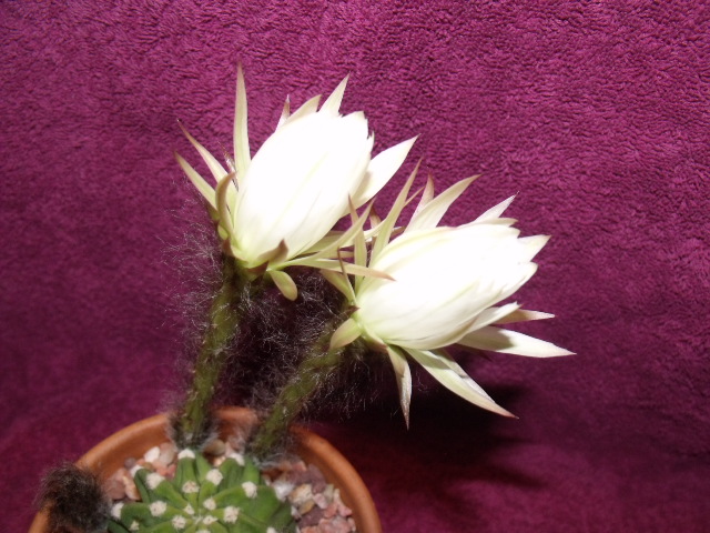 echinopsis flower5.JPG