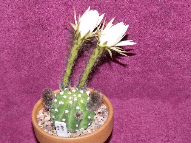 echinopsis flower6.JPG
