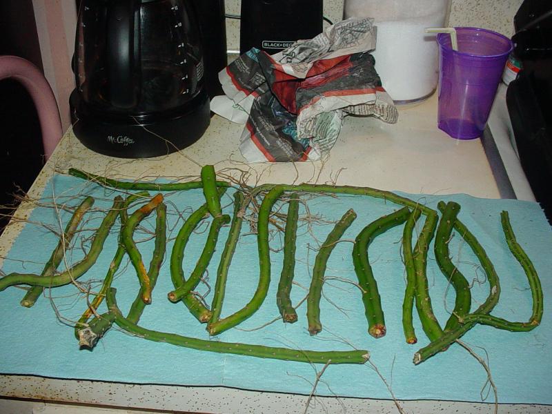 selenicereus grandiflorus cuttings I received the other day.