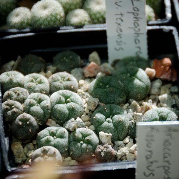 Lophophora williamsii v. texensis