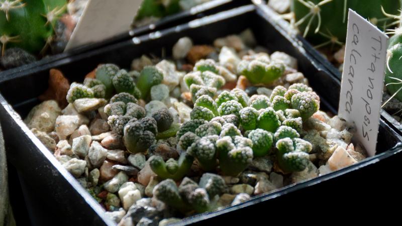 Titanopsis calcarea