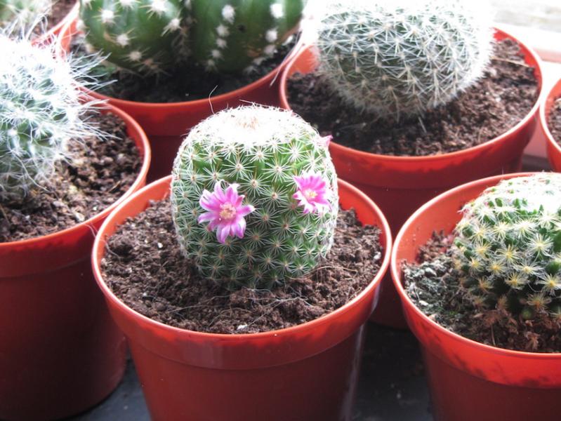 Mammillaria - could it be matudae?