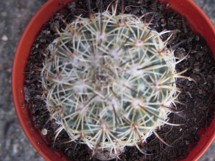 Coryphantha suspected top view