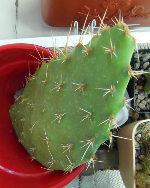 Opuntia cutting