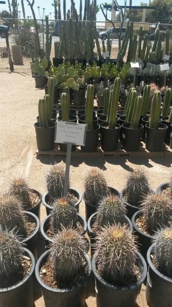 Saguaros like the heat