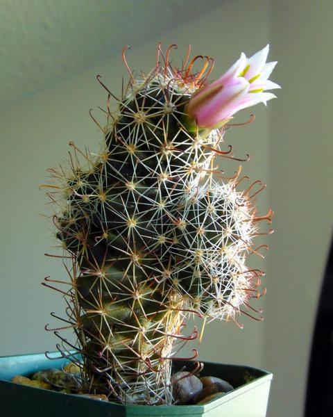 Mammillaria first flower