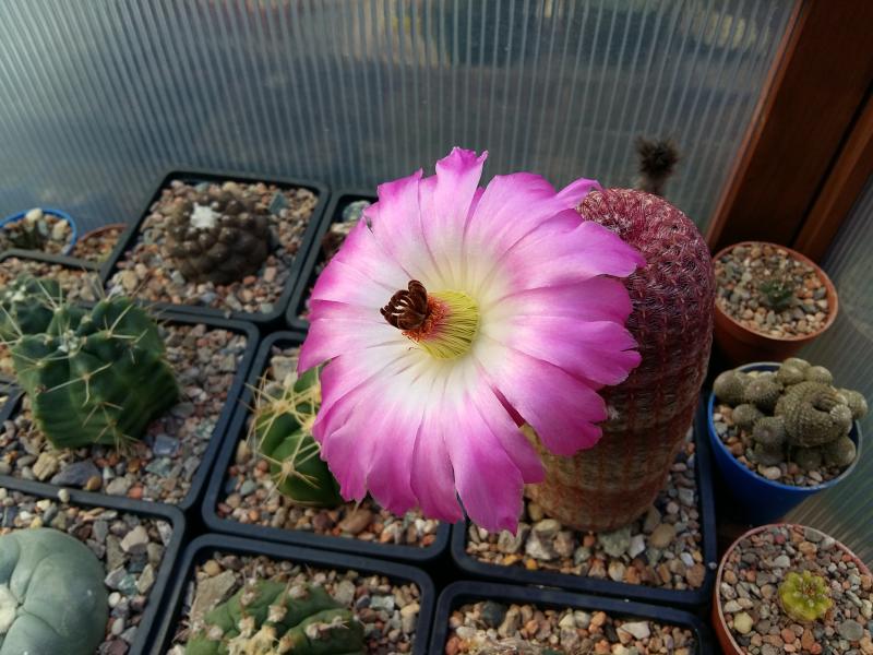 Echinocereus rigidissimus