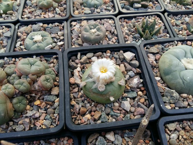 Lophophora diffusa