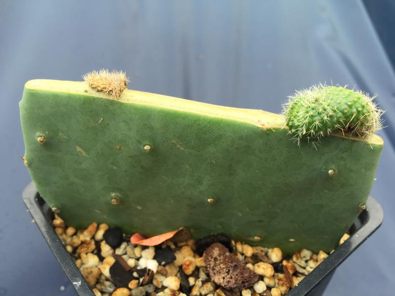 first successful graft on opuntia stock.