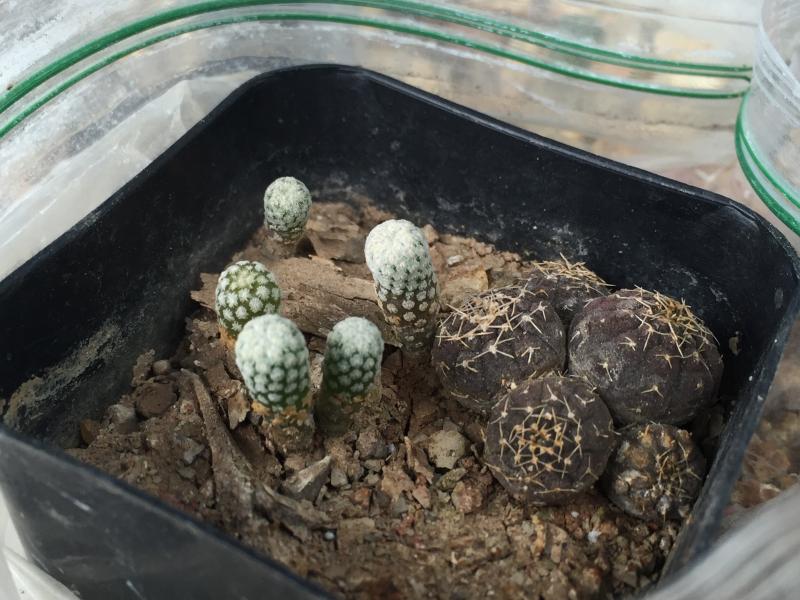 turbincarpus valdezianus and gymno rag