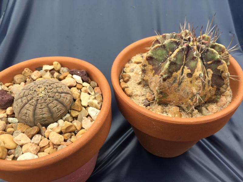 momma plants flowered summer and sown in winter. the gymno looks a little beat up from scale