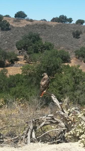 red tail hawk