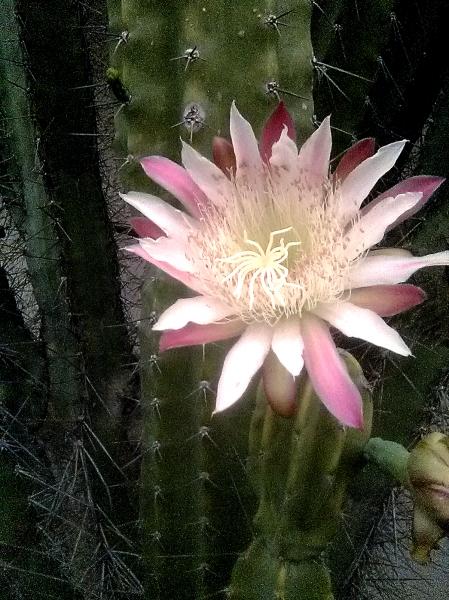 cactus flower.jpg