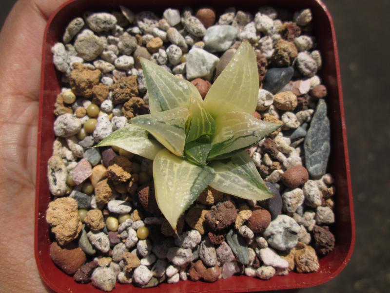 variegated magnifica