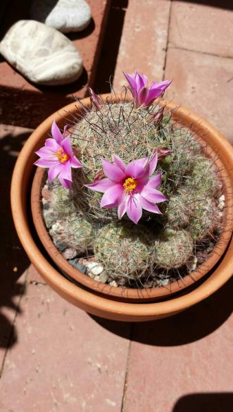 Mammillaria Grahamii