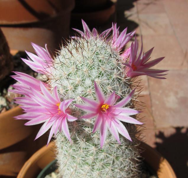 Mammillaria albicans