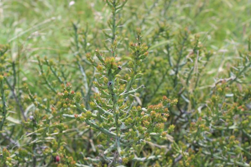 Cylindropuntia leptocaulis